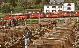 019 - viehmarkt in poschiavo